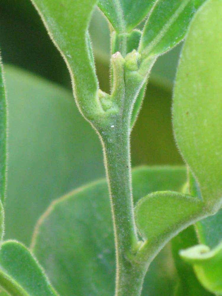            First year twig (Riverside, CA)   